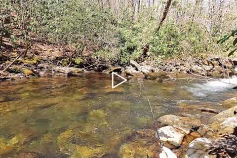 Backcountry hike to this STUNNING STREAM for Native Brook Trout!