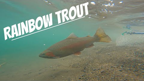 FLY FISHING for RAINBOW Trout in WINTER / 4K! [New Zealand]