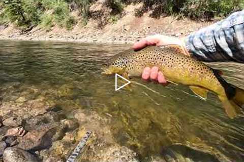 Summertime Brown Trout