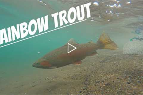 FLY FISHING for RAINBOW Trout in WINTER / 4K! [New Zealand]