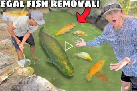 ILLEGAL FISH Invaded My POND & ATE The FISH!