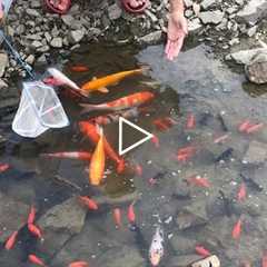 Wow so lucky! Catch KOIs and colorful fish with bare hands in the water hole
