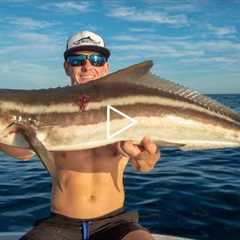Nearly IMPOSSIBLE to Catch this Fish... Catch Clean Cook (Cobia)