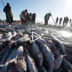 Amazing Ice Fishing - Fishing in Frozen Lake - Net Fishing skill in winter