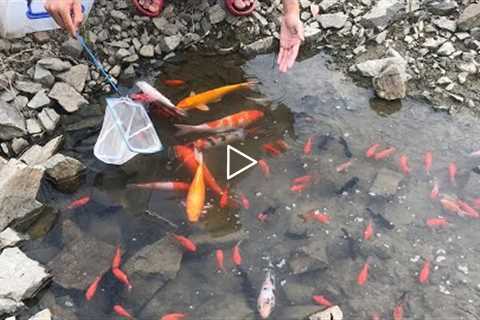 Wow so lucky! Catch KOIs and colorful fish with bare hands in the water hole