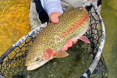 BRUISER BROWN TROUT & MONSTER RAINBOWS (Fly Fishing)