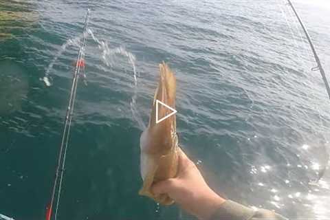 WRECK fishing for BASS and cuttlefish boat fishing uk