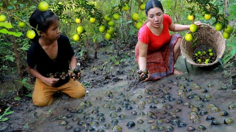 Pick a lot snail and natural fruit in flood forest- Cooking snail with chili sauce for food to night