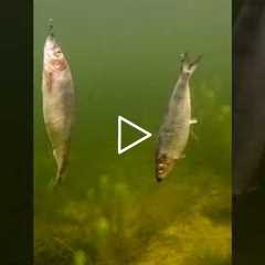 2 fat herrings fall into the lake 😲 #shorts #new #fishing