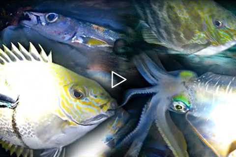 night Spearfishing, fishing, fishing Vidio, catch and cook, fish catching, spearo pemula