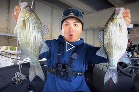 Fishing for Giant Whitebass with Live Minnows (They Get Bigger)