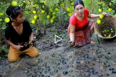 Pick a lot snail and natural fruit in flood forest- Cooking snail with chili sauce for food to night
