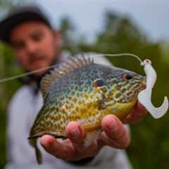 The Best Time to Fish for Bluegill and Sunfish