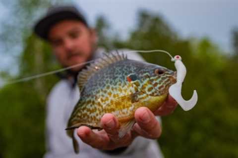 The Best Time to Fish for Bluegill and Sunfish