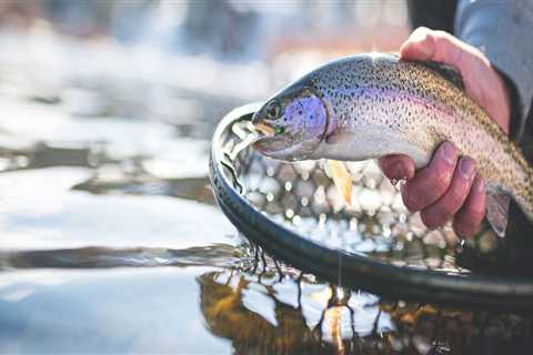 Trout Fly Fishing: A Comprehensive Overview