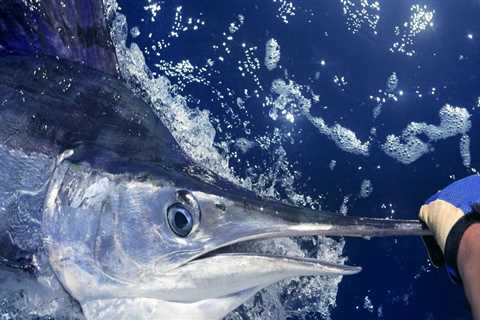 Marlin Offshore Fishing: A Comprehensive Overview