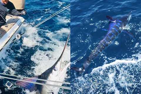 Incredible Marlin Action Continues In The Galapagos