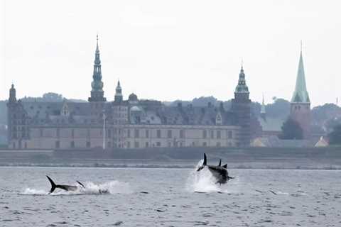 Tuna Safaris: Tourists Flock to See the Mighty Northeast Atlantic Bluefin Tuna