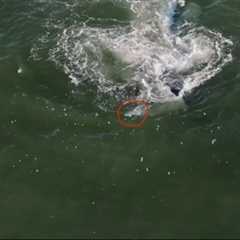 VIDEO: Humpback Whale Spits Up Striped Bass in New Jersey