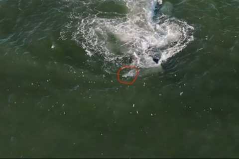 VIDEO: Humpback Whale Spits Up Striped Bass in New Jersey