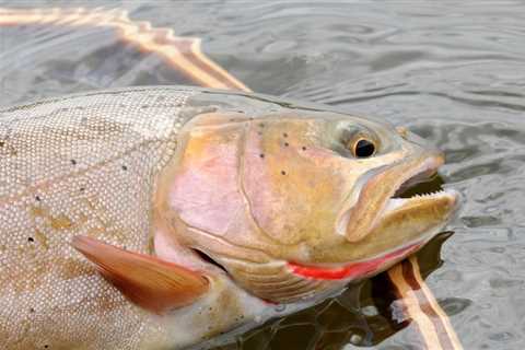 Group Sues to Block Cutthroat Conservation