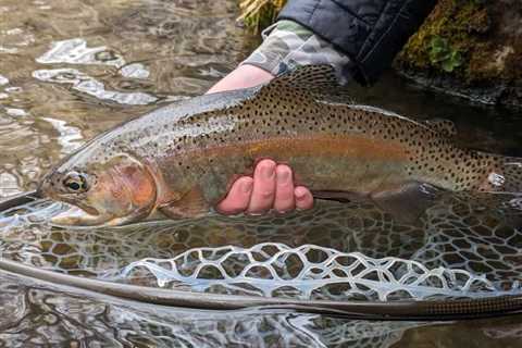 The Wild Trout Debate