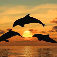 What to Expect on an Exciting Dolphin Watch Cruise