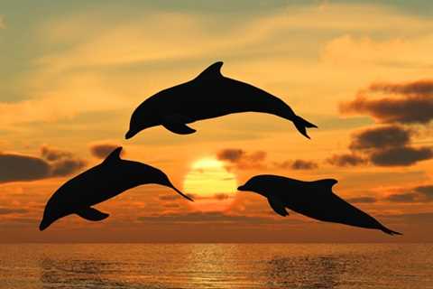 What to Expect on an Exciting Dolphin Watch Cruise