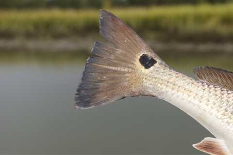 The Best Lures For Late Summer Redfishing