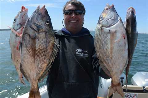 How to Fish for Porgy: The Complete Guide for 2024